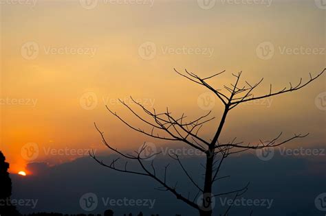 Black branches and sunset, orange sky, silhouette concept 6866888 Stock ...