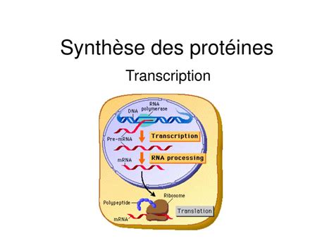 PPT Synthèse des protéines PowerPoint Presentation free download