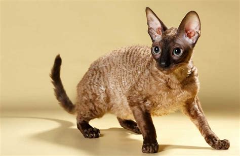 Cornish Rex Cat Breed Information And Facts Pictures Pets Feed