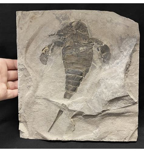 Fossils For Sale Fossils Silurian Eurypterid Sea Scorpion