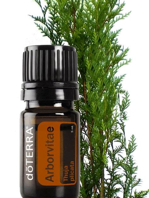 Doterra Arborvitae Tree Of Life Essential Oil By Inspiredbykarma