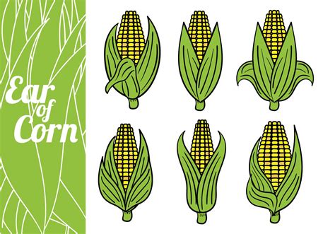 Ear Of Corn Vectors Download Free Vector Art Stock Graphics And Images