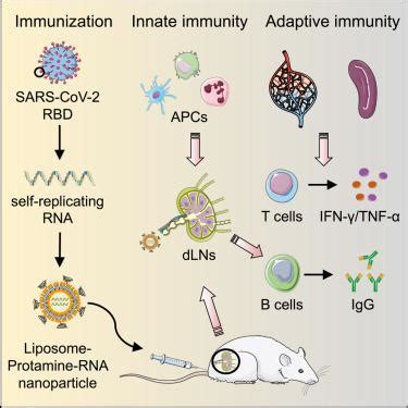 Self Replicating RNA Nanoparticle Vaccine Elicits Protective Immune