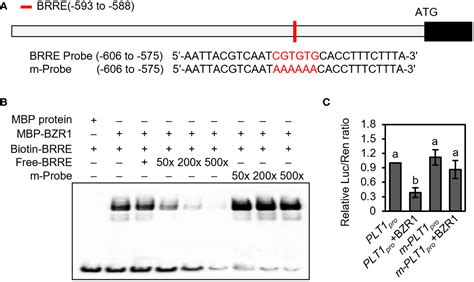Frontiers | The BR signaling pathway regulates primary root development ...