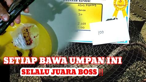 UMPAN PALING JITU BABON UMPAN JUARA UNTUK LOMBA LELE YouTube