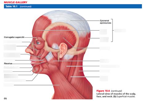 Muscles Of Scalp Face And Neck Left Lateral View Diagram Quizlet