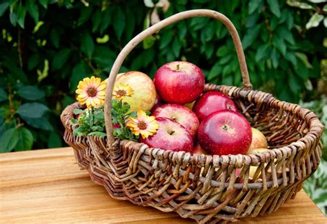 Panier Aux Pommes Bio Images Libres De Droit Photos De Panier Aux