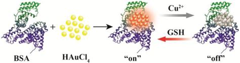 Schematic Representation Of Fabrication Of Bsa‐au Ncs Cu²⁺ System And