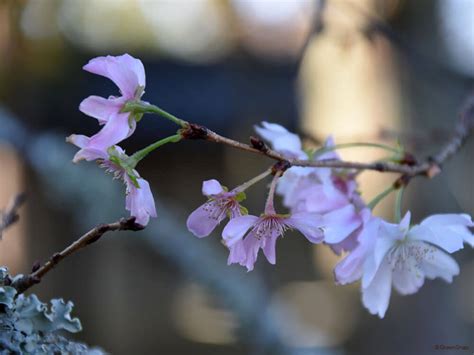 桜冬の様子の検索結果 Yahoo きっず検索