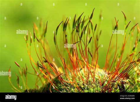 Moss Diversity Hi Res Stock Photography And Images Alamy