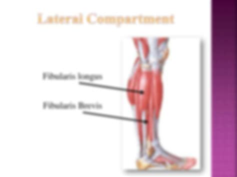 SOLUTION Topography Of The Lower Limb 5 Studypool