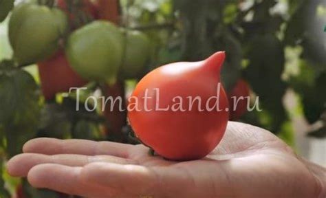 Томат Пикадор: описание и характеристика, ОТЗЫВЫ, фото | tomatland.ru