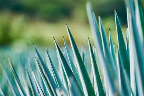 Blue Agave Landscape Stock Photos, Pictures & Royalty-Free Images - iStock