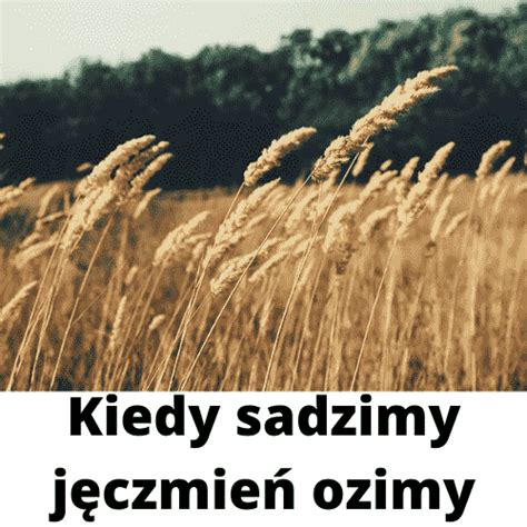 Jęczmień ozimy kiedy sadzić nawożenie uprawa Doskonały Ogrodnik