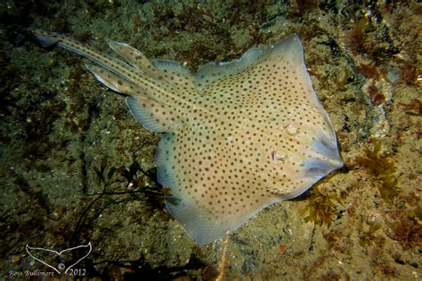 Скат Монтегю (Raja montagui) | adriaticnature