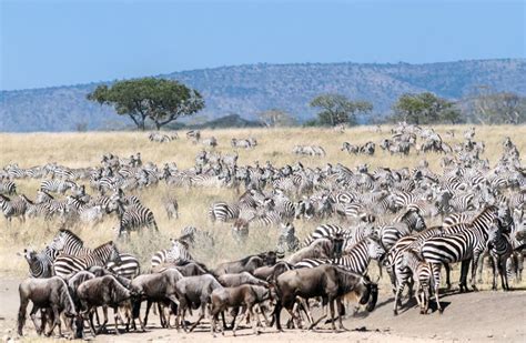 Migración Del ñu La Manada De Los Ant lopes De La Migraci n Va En