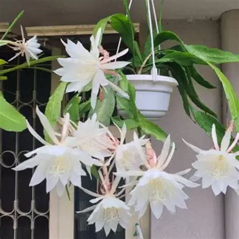 Brahma Kamal Plant Bramma Kamalam Plant Myowngarden