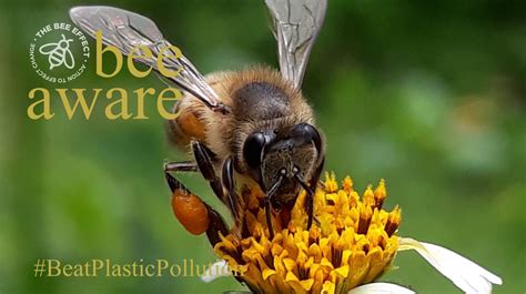 Did You Know Microplastics Have Been Found In Honey Bees The Bee Effect