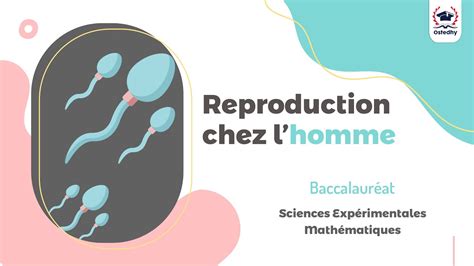 Révision Bac Chapitre Reproduction chez l homme YouTube