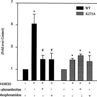 The Metalloprotease Inhibitors O Phenanthroline And Phosphoramidon