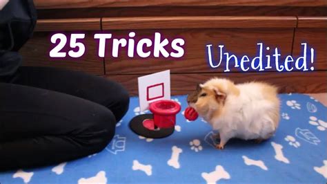 25 Guinea Pig Tricks All At Once Youtube