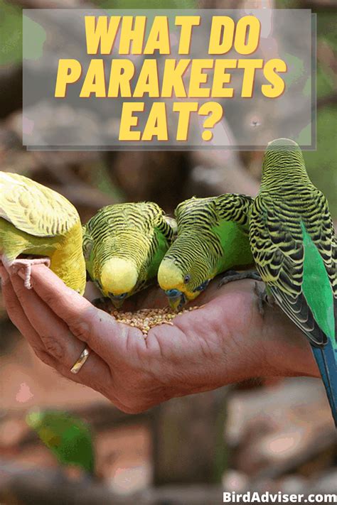 What Do Parakeets Eat Complete List Of Foods 2024