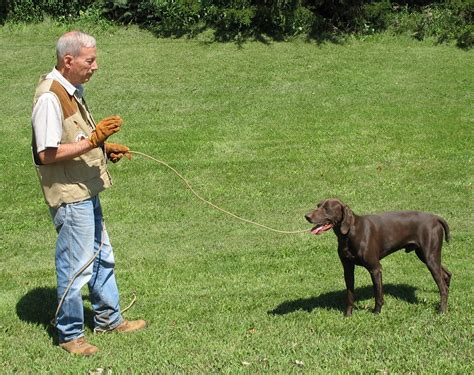 pointing dog pointers  silent whoa steadying  dog pointing dog