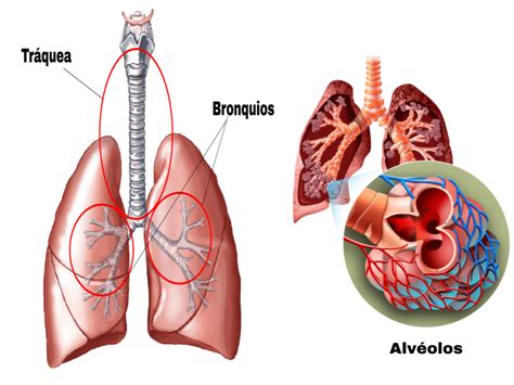 La Respiración Y El Aparato Respiratorio La Respiración Y El Aparato Respiratorio