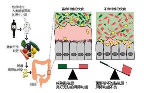 什么是肠道菌群？如何让肠道菌群更健康？ 知乎