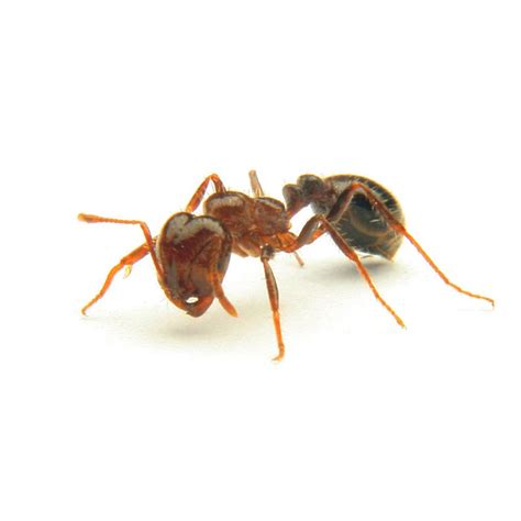 Proteins Revealed Fire Ant Venom