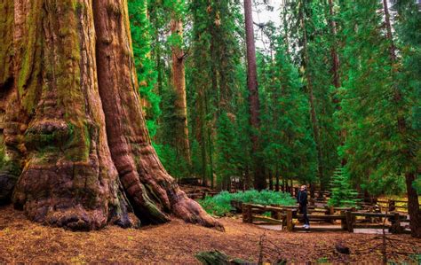 Archangel Ancient Tree Archive Cloning Ancient Trees To Build Strong