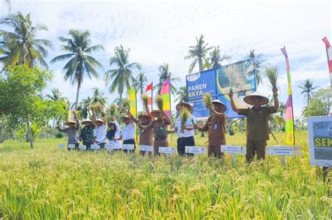 Produksi Beras Di Kalbar Turun 5 85 Persen Di Tahun 2023 SUARAKALBAR