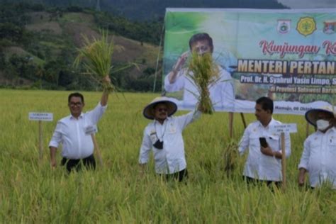 Mentan Dukung Sulbar Kembangkan Hektare Lahan Padi Antara News