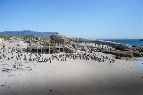 Boulders Beach: seeing wild African penguins – Ellensvoyage