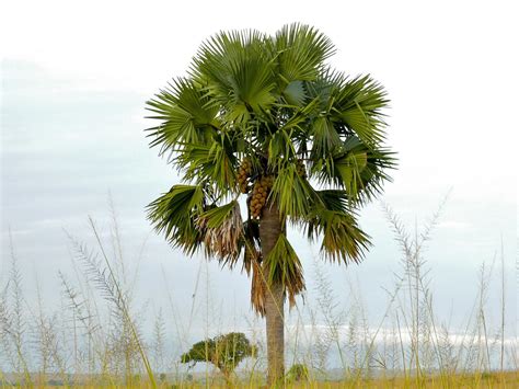 Palmyra Palm Borassus Aethiopum Murchison S Falls Np Ug Flickr