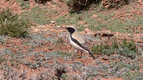 Desert Wheatear adult male - John Caddick | John Caddick