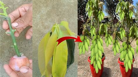 New Technique To Grow Mango Tree From Cutting Simple Method To