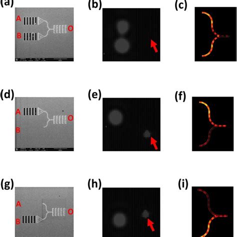 Logic Operation Of All Optical Xor Gate A Sem Image Of The Sample