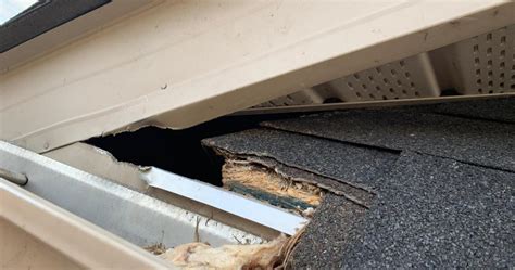 Squirrels Nest And Noises From An Attic In Brampton ON Brilliex Pest