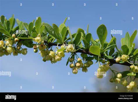 Japanese Barberry Hi Res Stock Photography And Images Alamy