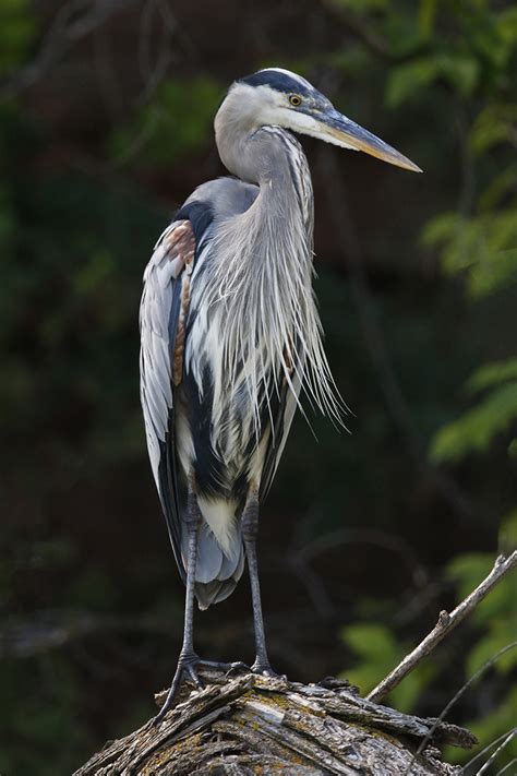 Great Blue Heron Thru Our Eyes Photography Linton Wildlife Photos