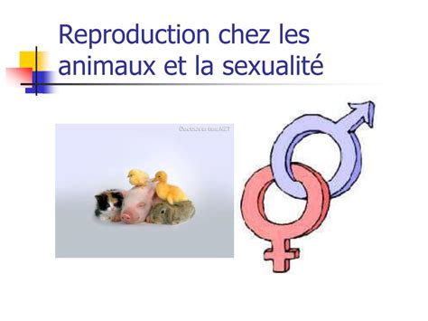 PPT Reproduction chez les animaux et la sexualité PowerPoint