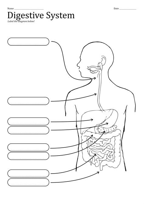 Printable Diagram Digestive System Free Printable Digestive