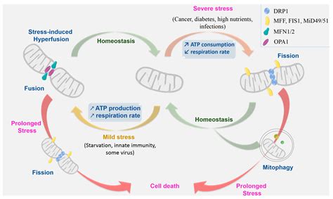 Ijms Free Full Text Mitochondrial Dynamics In Basal And Stressful