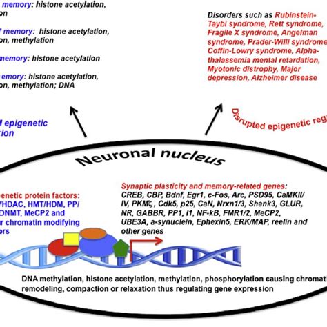 Overview Of Epigenetic Mechanisms Regulating Different Memory Types