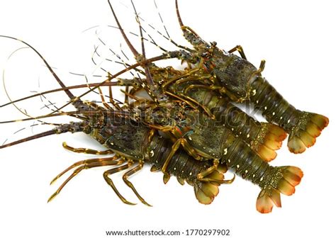 Fresh Spiny Lobster Panulirus Ornatus Isolated Stock Photo 1770297902 | Shutterstock