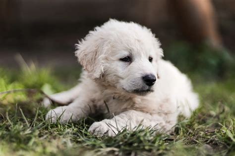 Kuvasz Perros Raza Características Fotos And Precio Mundoanimalia