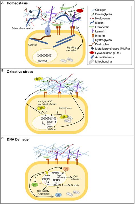 Frontiers Linking Oxidative Stress And DNA Damage To Changes In The