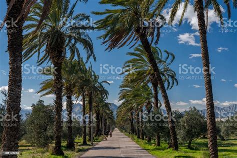 Palm Trees Avenue In Zeytinpark Antalya Stock Photo Download Image