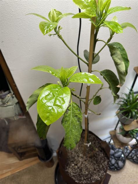 Indoor Avocado Tree: How It’s Going Vs. How It Started : r/gardening